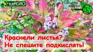 КРАСНЕЛИ ЛИСТЬЯ У ГОЛУБИКИ? Вот что надо сделать, чтобы собирать урожай 60 лет Не спешите подкислять