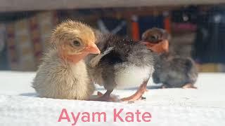 Ternak Ayam Kate