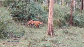 Male Tiger chasing Indian Gaurs.