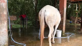 How to teach riding a horse Free Riding Girl Training Her Horse At Country Side #16