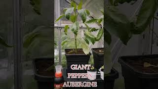 My little greenhouse. @KateBushMusic