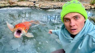 My Koi Fish Died under Frozen ICE!