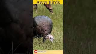bird, Aww Birds, short #awwbirds #birdsounds #birds