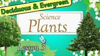 SCIENCE: Plants | DECIDUOUS and EVERGREEN Trees | Miss Ellis  #treesforkids #plants