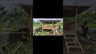 mini goat house