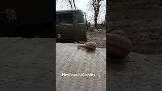 Незванный гость...