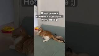 77Жизнь в Эстонии #shorts #cat #funny