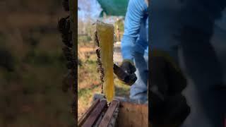 Cutting honey clear and put in a new beehive #honey #workerbee #beekeeper #honeybeesting #beekeeping