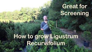 Ligustrum Recurvifolium is the make your neighbor go away plant