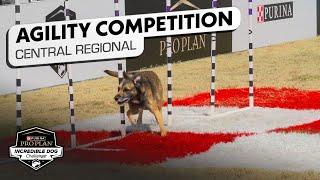 Incredible Dog Challenge: Agility Central Regional | NBC Sports