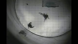 Two male spiders fighting!