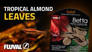 Fluval Betta Tropical Almond Leaves