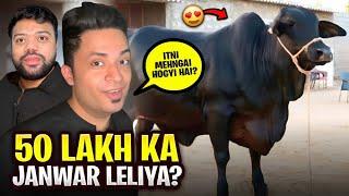 50 LAKH KA JANWAR  | BOHAT MEHNGI MANDI  | EID KA PLAN CANCEL