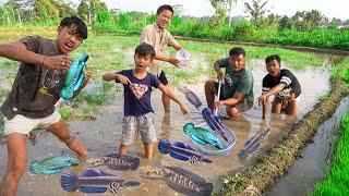 MENANGKAP IKAN CHANNA DI TEPI SAWAH!! RAMA DAPET BANYAK BANGET!!