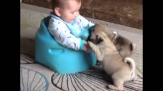 Baby Louie Vs puppy Oreo and Bruce!