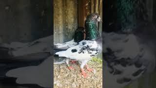 Green Teddy Pakistani pigeon high flyer pigen racing pigeon #villagepigeon #vilagelife #farm