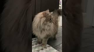 Siberian Cat Rubs Up Against You