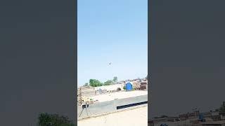 High flying Pigeon ️#pigeon #kabutars #aliwal #viral #trends