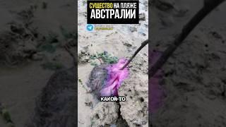 На пляже в Австралии нйдено странное существо