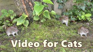 Cat TV Mice ~ Garden Mouse Adventure / Mice for Cats to Watch