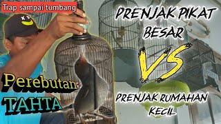 Pentingnya melatih mental prenjak||lawan prenjak pikat tua#TUMBANG