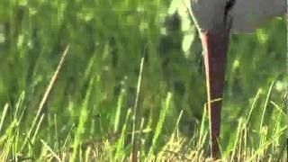 White Stork (Ciconia ciconia) on a meadow -  Spring Alive