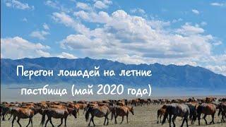 Перегон лошадей на летние пастбища (май 2020г.)