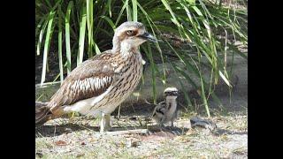 Tweed’s Curlew Coast – Living with Bush Stone-curlews