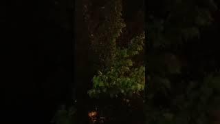 Rain and Lightning (Yağmur ve Şimşek)️