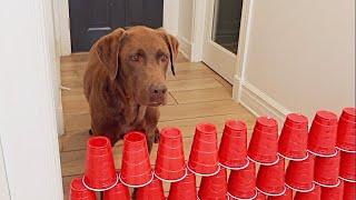 Labradors VS. Solo Cup Wall!!