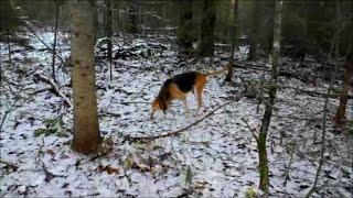 Охота с русскими гончими - ч .п/ч. Сигнал ( Плакуня ) и Лайма вл. Шатров В.А.