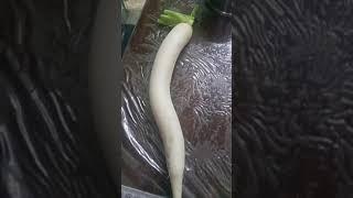 salad dosti gajar muli