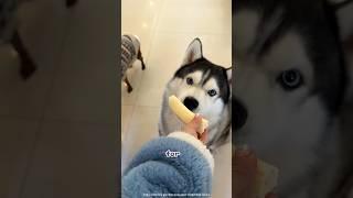Sharing Treats with My Furry Friends  #shorts