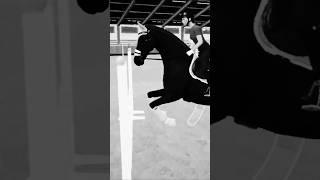 George does some jumping #horse #equinegame #horseriding #horserides #horsefan #equineenthusiasts