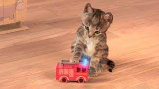 Little Kitten My Favorite Cat Play Fun Pet Care Game for Children