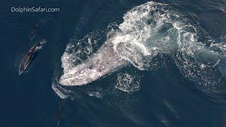 Playful Gray Whale Twirls With Dolphins | Capt. Dave's Dana Point Whale Watching