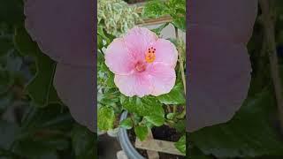 Flowers shorts  #status #reels #shorts #viral #trending #yt #homegarden #viralreels #viralshorts