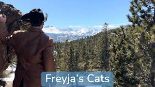 Freyja's cats