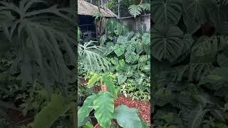 BEAUTIFUL TROPICAL PLANTS COLLECTION (2)