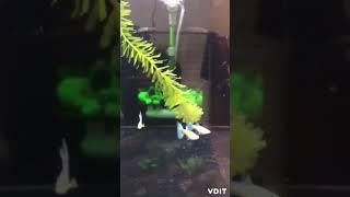 Cá Bảy Màu Blue Topaz Bds Big Tail | 82 Guppy