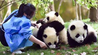  Too Funny! Funny moments of Panda and Breeder-Panda Funny Video