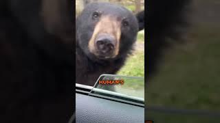 Face-to-face with a grizzly bear #bear