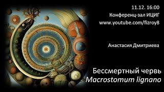 Анастасия Дмитриева "Бессмертный червь Macrostomum lignano"