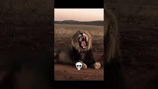 Scary Animal Yawns 