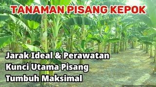 Budidaya Tanaman Pisang Kepok Jarak Ideal Dan Perawatan Kunci Utama  Pertumbuhan Maksimal