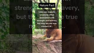 Nature Fact #factshorts #nature #calm