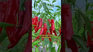 #garden #gardening #gardening101 #gardeningtips #planting #plants #farming #chilipeppers #peppers