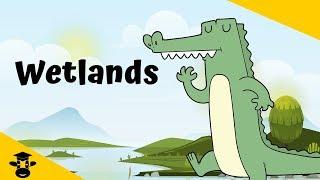 Types of Wetlands | Swamp-Marsh-Bog-Fen |