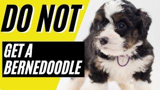 7 Reasons You SHOULD NOT Get a Bernedoodle