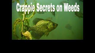Canopy Crappie – Fishing Edge TV